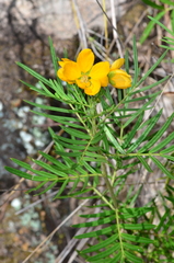 Senna aciphylla