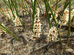 Lomandra juncea