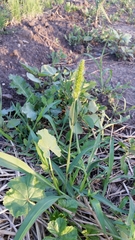 Setaria viridis viridis