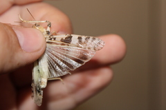 Dissosteira spurcata