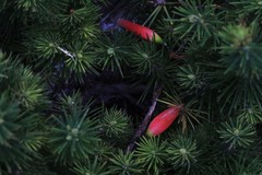 Stenanthera pinifolia