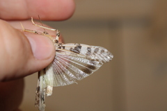 Dissosteira spurcata