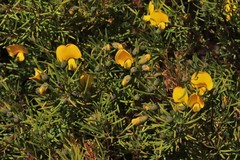 Gompholobium virgatum