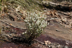 Epacris microphylla