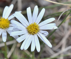 Brachyscome diversifolia