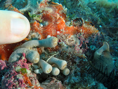 Zoantharia