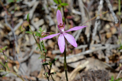 Caladenia fuscata