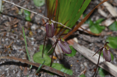 Cyrtostylis robusta
