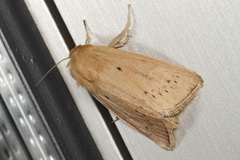 Sesamia nonagrioides