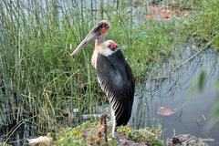 Leptoptilos crumenifer