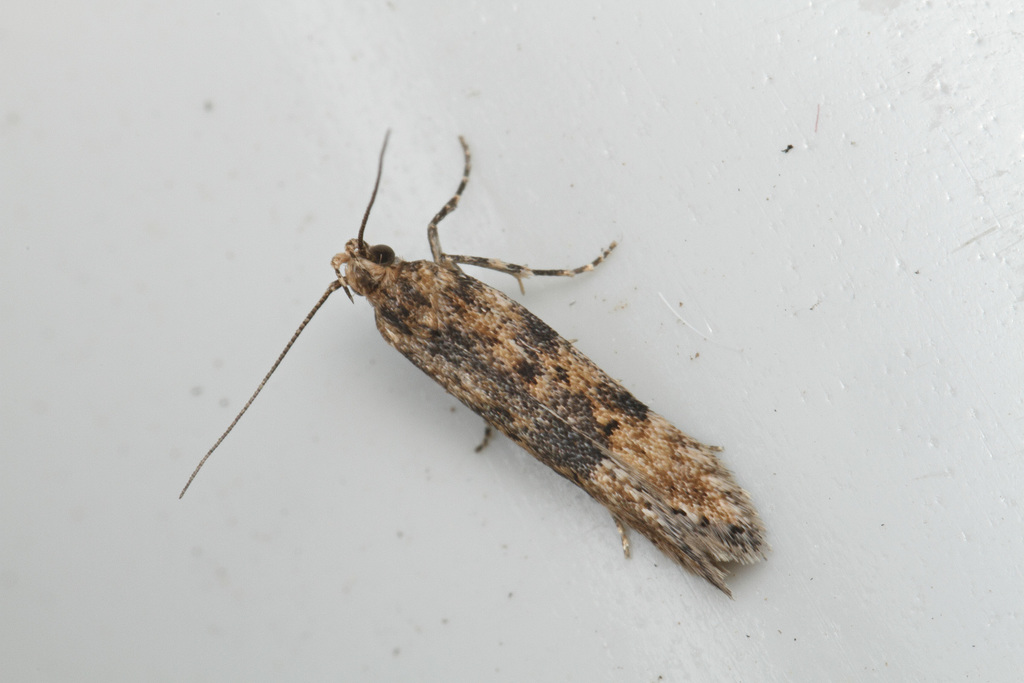 Scrobipalpa