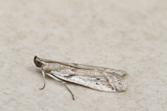 Phycitodes albatella