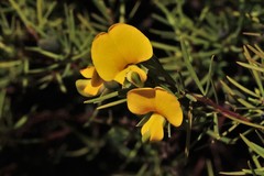 Gompholobium virgatum