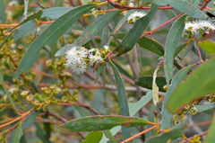 Eucalyptus amygdalina