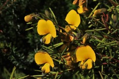 Gompholobium virgatum