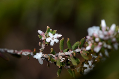 Leucopogon collinus