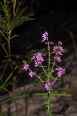 Prostanthera hirtula
