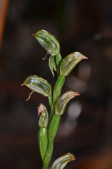 Pterostylis williamsonii