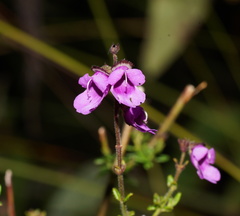Prostanthera hirtula