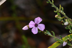 Tetratheca pilosa