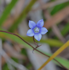 Wahlenbergia gracilenta