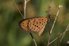 Pardopsis punctatissima