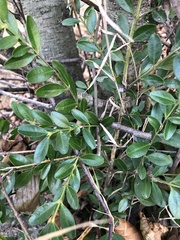 Buxus colchica