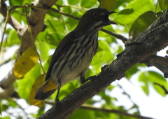 Dicaeum chrysorrheum