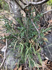 Buxus colchica