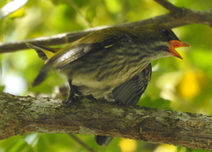 Dicaeum chrysorrheum