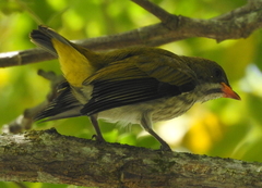 Dicaeum chrysorrheum