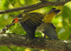 Dicaeum chrysorrheum