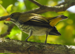 Dicaeum chrysorrheum