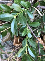 Buxus colchica