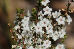 Epacris microphylla