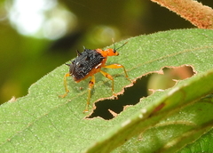 Hoplapoderus hystrix