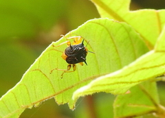 Hoplapoderus hystrix