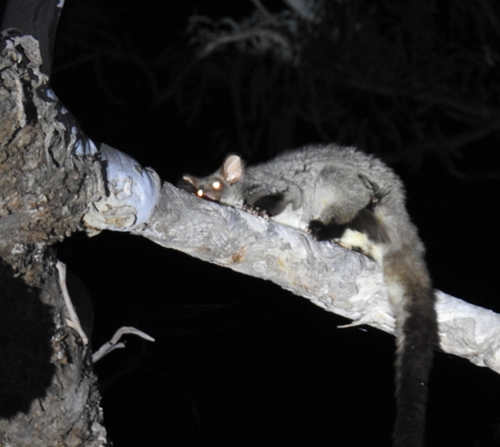 Greater Glider