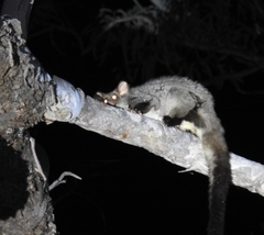 Greater Glider photo 4