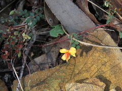 Bossiaea decumbens