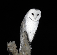 Tyto alba delicatula