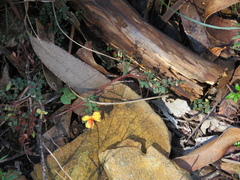 Bossiaea decumbens