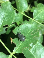 Otiorhynchus meridionalis