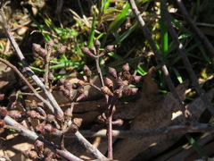 Eucalyptus ovata