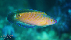 Black-Spotted Parrotfish photo 3