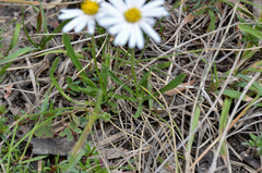 Brachyscome diversifolia
