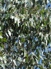 Eucalyptus ovata