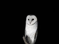 Tyto alba delicatula