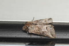 Abrostola canariensis