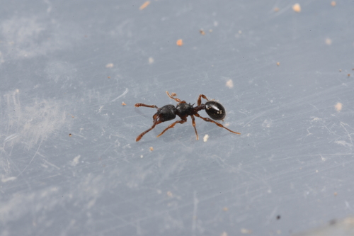 Myrmecina erugaMyrmecina eruga